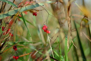 Ripe red berries on a grass background