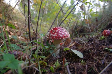 Kleiner Fliegenpilz