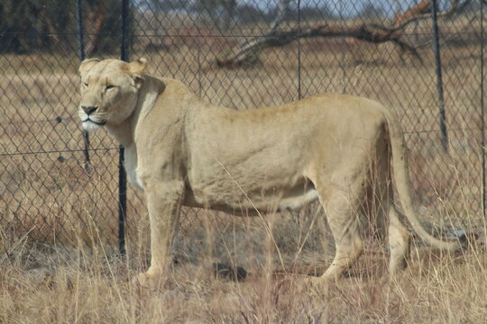 Photo taken in Lion and Safaripark, Broederstroom, South Africa.