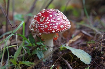 Fliegenpilz