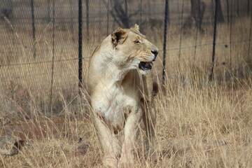 Photo taken in Lion and Safaripark, Broederstroom, South Africa.