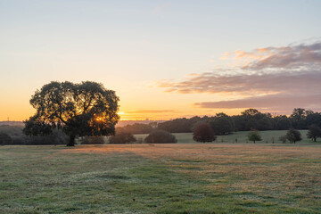 silhouette of a tree at sunrise