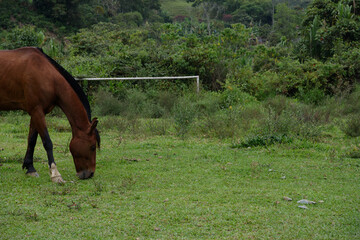 Naklejka premium horse and foal