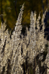 Dry grass stalks in backlight. In the foothills of the Western Urals, golden autumn is in full swing.