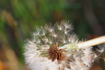 Dandelion seed macro