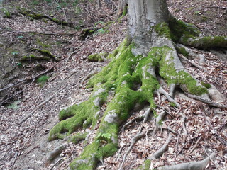 Fototapeta premium forest mushrooms pine beech trail stay roots moss wildlife