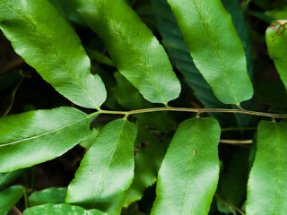 Lygodium microphyllum is green leaves, natural dark background & wallpaper. 