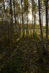 The setting sun shines through the yellow crowns of a young copse. In the foothills of the Western Urals, golden autumn is in full swing.