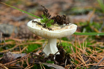 Amanita phalloides is a very poisonous mushroom in the autumn forest