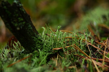 Moss and Lichen on the surface of old tree in the autumn forest macro