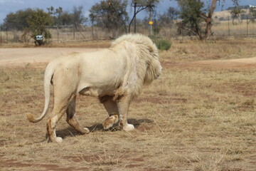 Photo taken in Lion and Safaripark, Broederstroom, South Africa.