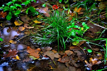 Photo of a detail of a bunch of grass forest landscape in a flood of rain on an autumn day