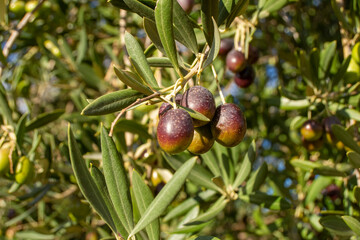 Aceitunas hojiblancas