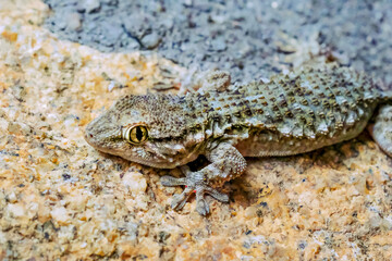 Common hunting gecko