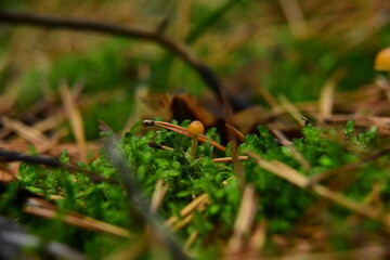 Poisonous mushroom (fungus, toadstools) in surroundings moss in the autumn forest