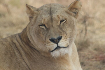 Obraz na płótnie Canvas Photo taken in Lion and Safaripark, Broederstroom, South Africa.