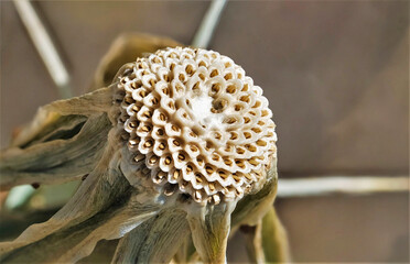 Empty dandelion