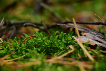 Moss and Lichen on the surface of old tree in the autumn forest
