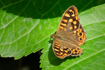 Speckled wood butterfly