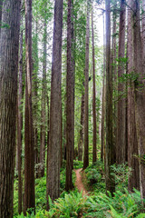 Fototapeta na wymiar West Ridge & Prairie Creek Hike, Redwoods National Park (Prairie Creek Redwoods State Park, California, USA