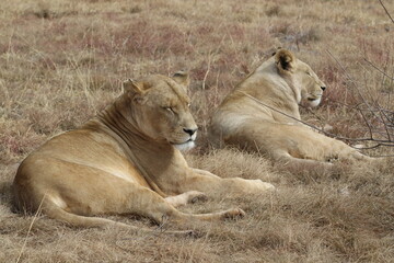 Fototapeta na wymiar Photo taken in Lion and Safaripark, Broederstroom, South Africa.