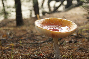 Amanita in Roztocze National Park © Micha