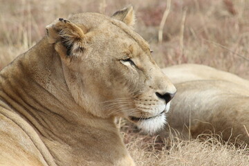 Photo taken in Lion and Safaripark, Broederstroom, South Africa.
