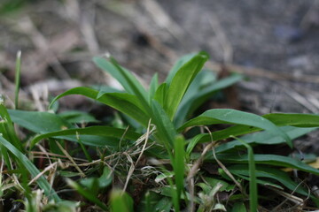 grass in the morning