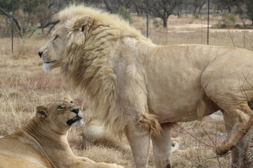 Photo taken in Lion and Safaripark, Broederstroom, South Africa.