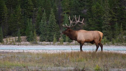 Bugling bull elk passes two cow elk to protect harem from challengers