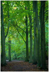forest in the morning