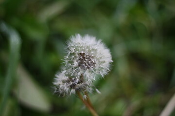 dandelion head