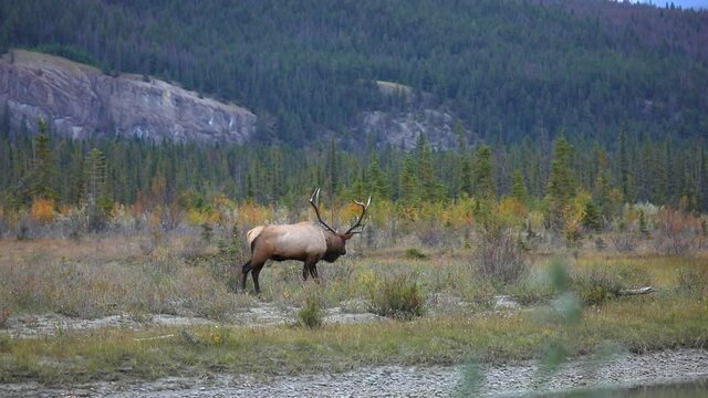 Male elk walks and turns back in foothill valley landscape, Wide Shot