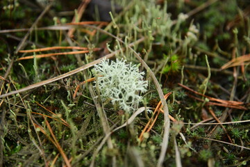 Moss and Lichen on the surface of old tree in the autumn forest macro
