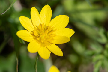 Lesser celandine (ficaria verna) flower