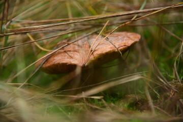Boletus edulis in the autumn forest macro