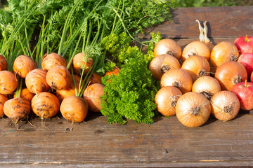 Harvest of carrots, parsley, onions and apples on a table in a sunny autumn garden. Farming season, shop