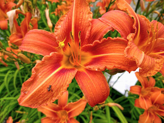 Orange day lily in the summer garden with a green background; hemerocallis fulva