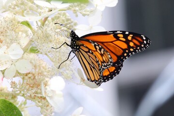 profile view of viceroy butterfly on delicate white flowers