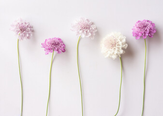 Fototapeta premium Group of white purple and pink scabiosa flowers on a white background. Beautiful floral background, flat lay