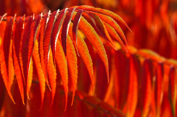 Naklejka na ściany i meble bright red leaves of Staghorn sumac tree.