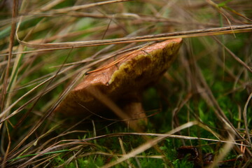 Boletus edulis in the autumn forest macro