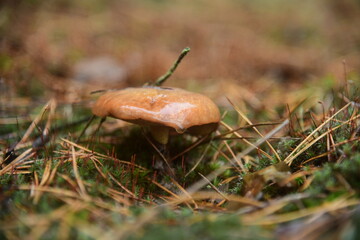 The edible young mushroom of Suillus growing in moss in the coniferous forest