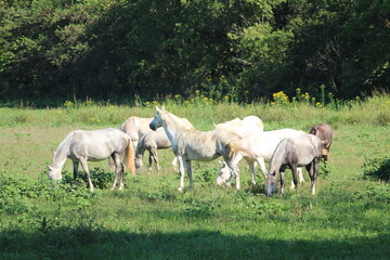 Naklejka na ściany i meble herd of horses on the meadow