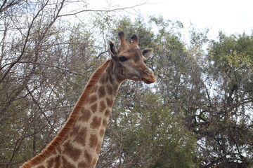 Photo taken in Lion and Safaripark, Broederstroom, South Africa.