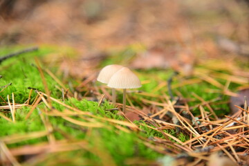 A group of poisonous mushrooms (fungus, toadstools) and moss in the autumn forest