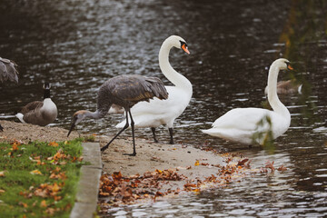 swans and cranes on a beach