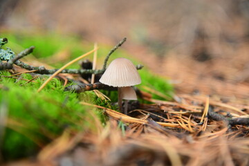 A group of poisonous mushrooms (fungus, toadstools) and moss in the autumn forest