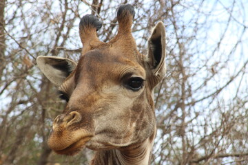 Naklejka premium Photo taken in Lion and Safaripark, Broederstroom, South Africa.