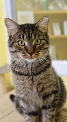 portrait of a cat at the vet